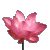 pinklotus's Avatar