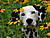 sea kittens's Avatar